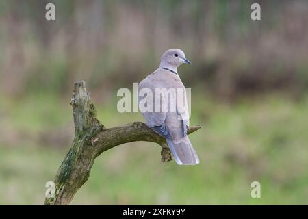 Colomba con collare eurasiatica (Streptopelia decaocto) UK Foto Stock