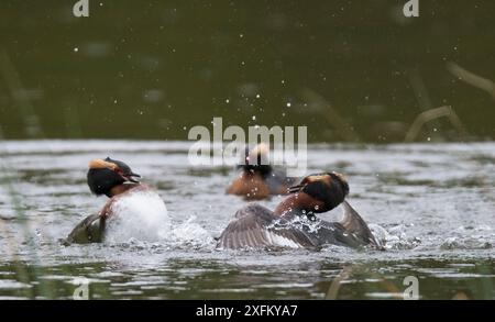 Due grebe maschili di Slavonia (Podiceps auritus) combattono su un territorio nidificante, sorvegliato da una femmina. Porsanger Fjord, Finmark, Norvegia Foto Stock