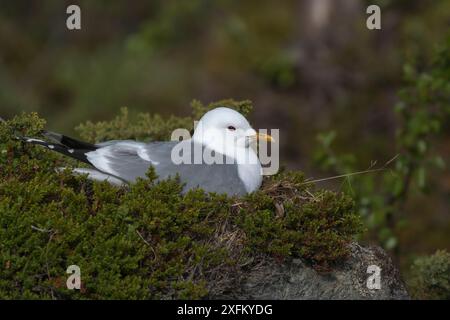 Gabbiano comune (Larus canus) che incuba nido, fiordo di Porsanger, Finmark, Norvegia Foto Stock