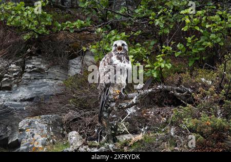 Buzzard a gambe ruvide (Buteo lagopus) arroccato da Nest, Porsanger, Finmark, Norvegia Foto Stock