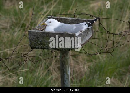 Gabbiano comune (Larus canus) in incubazione in un vassoio di nesting Queste strutture artificiali sono state originariamente erette per garantire un approvvigionamento fresco di uova, ma ora fanno parte di un programma di conservazione. Fiordo di Porsanger, Finmark, Norvegia Foto Stock