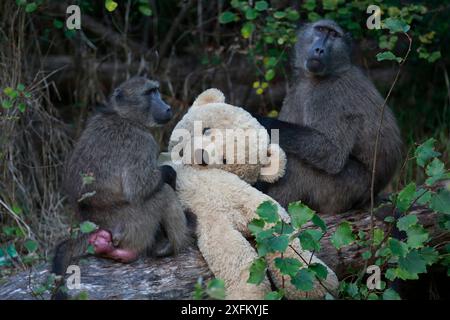 Babbuini Chacma (Papio ursinus) che si occupano di orsacchiotto rubato da un piatto, la Penisola del Capo, Sud Africa Foto Stock