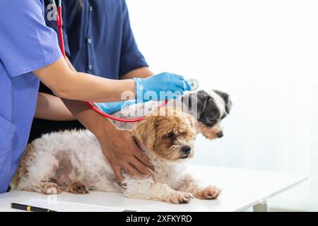 Veterinario stanno usando stetoscopi per esaminare la salute del cane e diagnosticare disturbi respiratori e cardiaci. Controllo della salute di cane in ospedale animale con Foto Stock