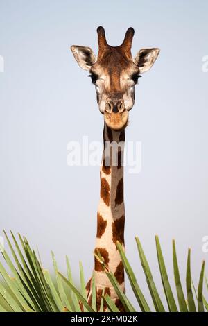 Ritratto di testa della Rothschild giraffe (Giraffa camelopardalis rothschildi) femmina in Murchisson Falls National Park, Uganda Foto Stock