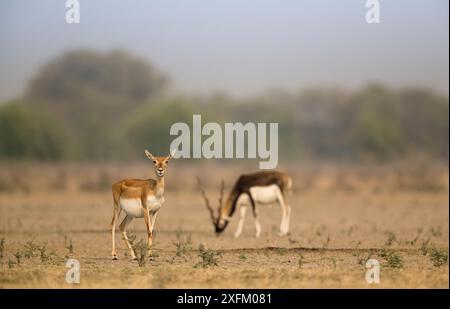 Blackbuck (Antelope cervicapra), donna vigile con cibo maschile in sottofondo, tal Chhapar Wildlife Sanctuary, Rajasthan, India Foto Stock