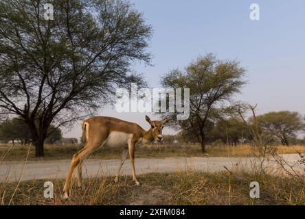 Blackbuck (Antelope cervicapra) prospettiva da terra grandangolare della femmina. Immagine trappola della telecamera. Tal Chhapar Wildlife Sanctuary, Rajasthan, India Foto Stock