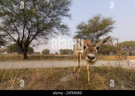 Blackbuck (Antelope cervicapra), ampio angolo di prospettiva terrestre femminile, tal Chhapar Wildlife Sanctuary, Rajasthan, India. Immagine trappola della telecamera Foto Stock