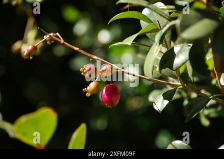 Frutto rosa scuro di un syzygium australe (ciliegia, ciliegia scrub, pilly di creek o gomme acquatiche), un albero della foresta pluviale originario della costa orientale, NSW Foto Stock