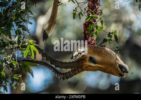 Testa dell'antilope appesa all'albero dove è conservata dal leopardo africano (Panthera pardus), South Luangwa NP, Zambia Foto Stock