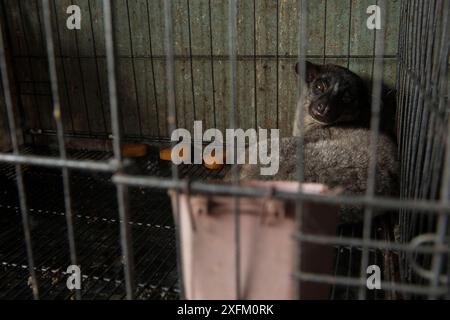 Piccolo civet di palma dentato (Arctogalidia trivirgata) in vendita a Denpasar, Bali Foto Stock