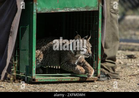 La lince iberica (lince pardinus) cucciolo viene rilasciata nel suo recinto presso il Centro di allevamento Zarza de Granadilla. Extremadura, Spagna, ottobre. Foto Stock