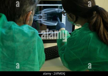 Radiografia della lince iberica (Lynx pardinus), esaminata dai veterinari, Zarza de Granadilla centro di allevamento della lince iberica, Estremadura, Spagna ottobre. Foto Stock