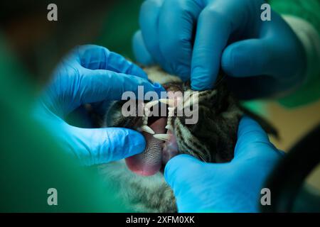 La lince iberica (lince pardinus) cub è esaminata presso il centro di allevamento Zarza de Granadilla, Estremadura, Spagna ottobre. Foto Stock