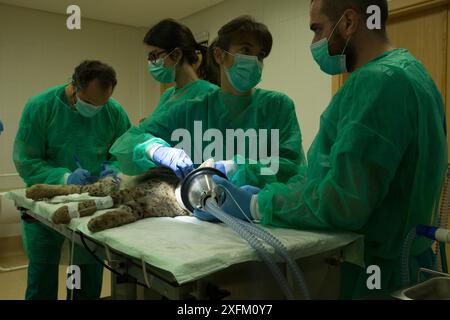 Lince iberica (Lynx pardinus) cucciolo esaminato dai veterinari, Zarza de Granadilla centro di allevamento della lince iberica, Estremadura, Spagna ottobre. Foto Stock