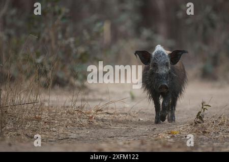 Maiale cespuglio (Potamochoerus larvatus) nel South Luangwa NP, Zambia. Foto Stock