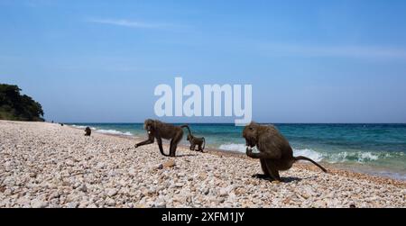 Babbuino di oliva (Papio anubis) leccare i ciottoli per i loro sali Epsom sulla riva del Lago Tangayika . Parco nazionale di Gombe, Tanzania. Ottobre 2012. Foto Stock