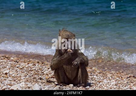 Babbuino d'oliva (Papio anubis) leccare i ciottoli per i loro sali di Epsom sulla riva del Parco Nazionale del Lago Tangayika Gombe, Tanzania. Ottobre 2012. Foto Stock