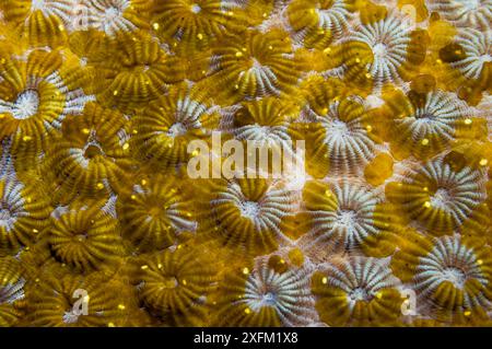 Vermi piatti Acoel (Waminoa sp.) sul corallo. Stretto di Lembeh, Sulawesi settentrionale, Indonesia. Foto Stock