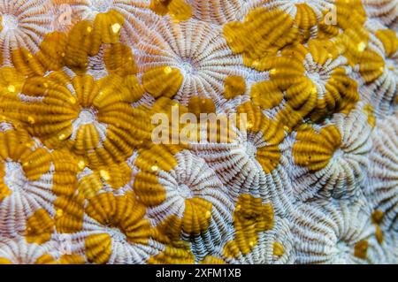 Vermi piatti Acoel (Waminoa sp.) sul corallo. Stretto di Lembeh, Sulawesi settentrionale, Indonesia. Foto Stock