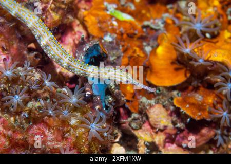 Pesce pipello arcobaleno (Corythoichthys sp). Stretto di Lembeh, Sulawesi settentrionale, Indonesia. Foto Stock