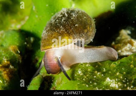 Lumaca d'acqua dolce (Benedictia baicalensis) Lago Baikal, Siberia, Russia. Foto Stock