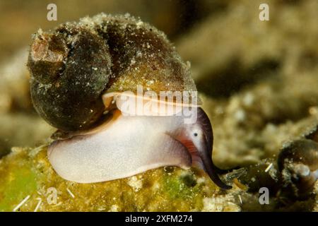 Lumaca d'acqua dolce (Benedictia baicalensis) Lago Baikal, Siberia, Russia. Foto Stock