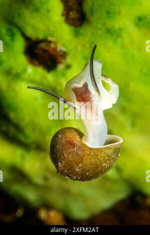 Lumaca d'acqua dolce (Benedictia baicalensis) Lago Baikal, Siberia, Russia. Foto Stock