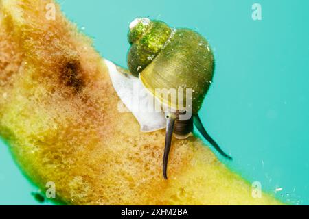 Lumaca d'acqua dolce (Benedictia baicalensis) sulla spugna Baikal (Lubomirskia baicalensis), entrambe endemiche del lago Baikal, Siberia, Russia. Foto Stock