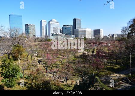 Persone che camminano nel boschetto di prugne sul terreno del Castello di Osaka con moderni edifici per uffici sullo sfondo Foto Stock