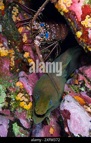 Panamic Green Moray (Gymnothorax castaneus) e Pronghorn Spiny Lobster (Panulirus penicillatus), isolotto Roca Partida, riserva della biosfera dell'Arcipelago Revillagigedo / Archipielago de Revillagigedo patrimonio naturale dell'umanità dell'UNESCO (Isole Socorro), Oceano Pacifico, Messico occidentale, marzo Foto Stock