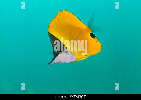 Big Butterflyfish dal naso lungo (Forcipiger flavissimus), Socorro Island, Revillagigedo Arcipelago Biosphere Reserve / Archipielago de Revillagigedo, patrimonio naturale dell'umanità dell'UNESCO (Isole Socorro), Oceano Pacifico, Messico occidentale, luglio Foto Stock