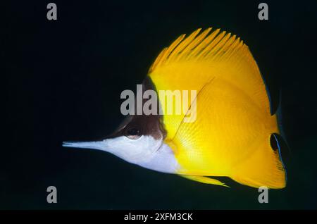 Big Butterflyfish dal naso lungo (Forcipiger flavissimus), Socorro Island, Revillagigedo Arcipelago Biosphere Reserve / Archipielago de Revillagigedo, patrimonio naturale dell'umanità dell'UNESCO (Isole Socorro), Oceano Pacifico, Messico occidentale, luglio Foto Stock