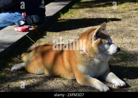 Primo piano di un soffice cane Shiba Inu steso nell'erba Foto Stock