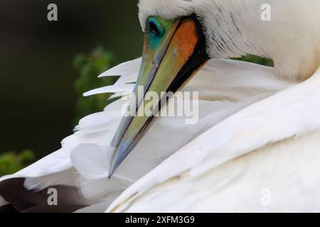 Preening di Red Foot Booby (Sula sula), Clarion Island, Revillagigedo Arcipelago Biosphere Reserve / Archipielago de Revillagigedo, patrimonio naturale dell'umanità dell'UNESCO (Isole Socorro), Oceano Pacifico, Messico occidentale, gennaio Foto Stock