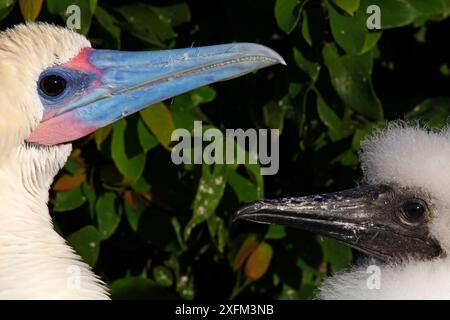 Red Footed Booby (Sula sula) con pulcino, Clarion Island, Revillagigedo Arcipelago Biosfera Reserve / Archipielago de Revillagigedo, patrimonio naturale dell'umanità dell'UNESCO (Isole Socorro), Oceano Pacifico, Messico occidentale, febbraio Foto Stock