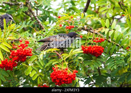 starling comune (Sturnus vulgaris) novellame che mangia bacche di frassino di montagna (Sorbus aucuparia) in un giardino, Ringwood, Hampshire, Inghilterra, Regno Unito, agosto 2015. Foto Stock