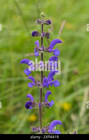 Meadow clary (Salvia pratensis) fiore nei prati vicino a St-Agnon-en-Vercors, Parco naturale regionale del Vercors, Vercors, Francia, giugno 2016. Foto Stock