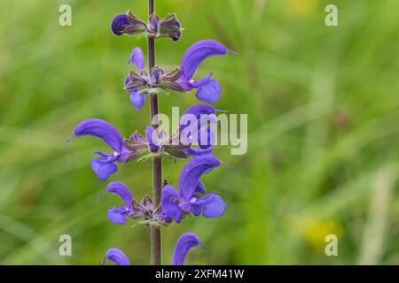 Meadow clary (Salvia pratensis) fiore nei prati vicino a St-Agnon-en-Vercors, Parco naturale regionale del Vercors, Vercors, Francia, giugno 2016. Foto Stock