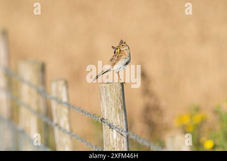 Skylark (Alauda arvensis) sulla recinzione che separa le colture cerealicole dalle praterie grezze gestite per la fauna selvatica. White Cliffs, Kent. Luglio Foto Stock