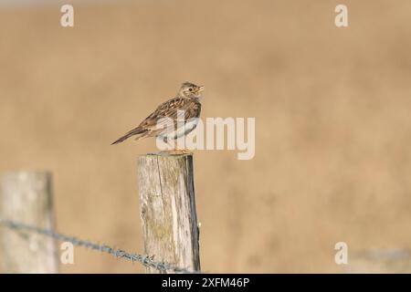 Skylark (Alauda arvensis) sulla recinzione che separa le colture cerealicole dalle praterie grezze gestite per la fauna selvatica. White Cliffs, Kent. Luglio Foto Stock