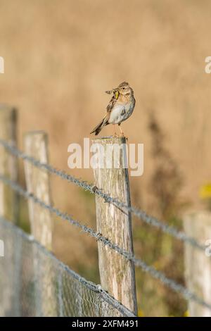 Skylark (Alauda arvensis) sulla recinzione che separa le colture cerealicole dalle praterie grezze gestite per la fauna selvatica. Kent. Luglio Foto Stock