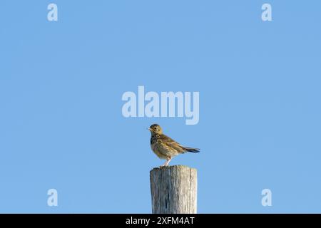 Skylark (Alauda arvensis) arroccato sul palo, White Cliffs, Kent. Luglio Foto Stock