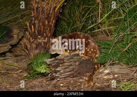 Quoll dalla coda maculata (Dasyurus maculatus) Tasmania, Australia Foto Stock