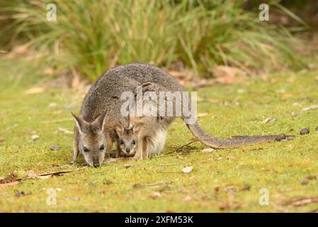 Tammar wallaby (Macropus eugenii) femmina con joey in astuccio. Australia meridionale Foto Stock