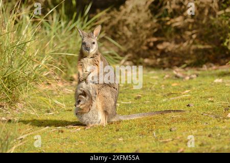 Tammar wallaby (Macropus eugenii) femmina con joey in astuccio. Australia meridionale Foto Stock