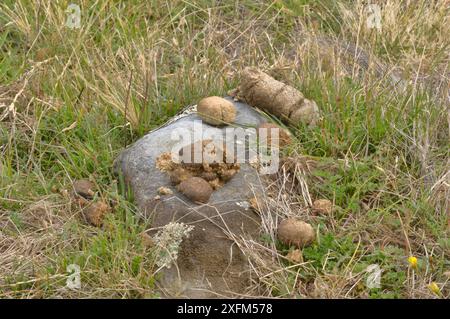 Escrementi/feci cilindrici comuni (Vombatus ursinus) sulla roccia, Tasmania, Australia Foto Stock