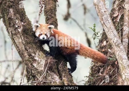 Panda rosso (Ailurus fulgens) in movimento tra gli alberi, Singalila National Park, Bengala Occidentale, India. Foto Stock