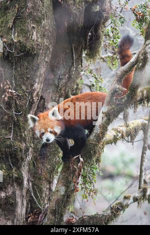 Panda rosso (Ailurus fulgens) in movimento tra gli alberi nel tipico habitat di foresta nebulizzata del Singalila National Park, Bengala Occidentale, India. Foto Stock