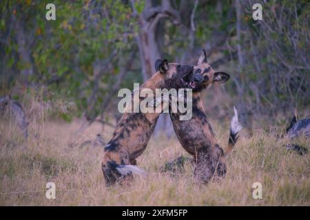 Wild Dog (Lyacon pictus) gioca a combattere, Little Kwara, Botswana June Foto Stock