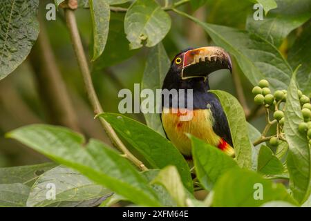 Aracari con colletto (Pteroglossus torquatus) presso la stazione biologica di la Selva, Costa Rica. Foto Stock